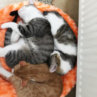Scottish Fold, Kedi  Balım fotoğrafı