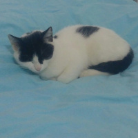 Tuxedo (Smokin) Kedi, Kedi  Suzi fotoğrafı