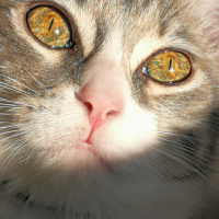 American Wirehair, Kedi  Duman fotoğrafı