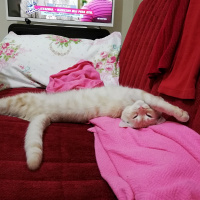 Sarman, Kedi  Tarçın fotoğrafı