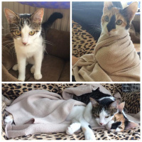 Tekir Kedi, Kedi  Bal ve Kaymak fotoğrafı