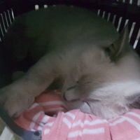 British Shorthair, Kedi  Zeze fotoğrafı