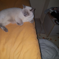 British Shorthair, Kedi  Zeze fotoğrafı