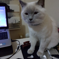 British Shorthair, Kedi  Zeze fotoğrafı
