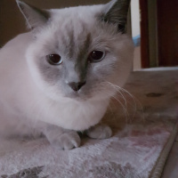 British Shorthair, Kedi  Zeze fotoğrafı