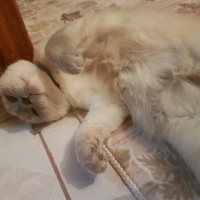 British Shorthair, Kedi  Zeze fotoğrafı