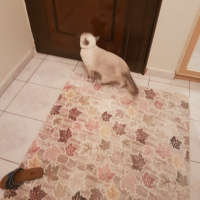British Shorthair, Kedi  Zeze fotoğrafı