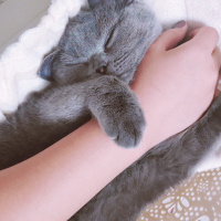 British Shorthair, Kedi  Duman fotoğrafı