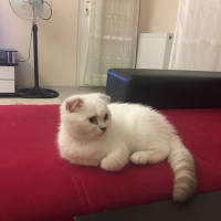 Scottish Fold, Kedi  Mia fotoğrafı