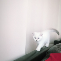 Scottish Fold, Kedi  Mia fotoğrafı