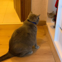Tekir Kedi, Kedi  Bihter fotoğrafı