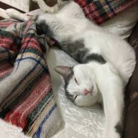 Tekir Kedi, Kedi  Elfida fotoğrafı