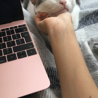 Tekir Kedi, Kedi  Elfida fotoğrafı