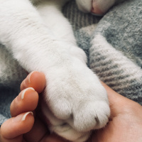 Tekir Kedi, Kedi  Elfida fotoğrafı