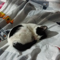 Tekir Kedi, Kedi  Fistan fotoğrafı