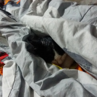 Tekir Kedi, Kedi  Fistan fotoğrafı