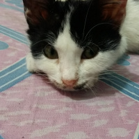 Tekir Kedi, Kedi  Fistan fotoğrafı