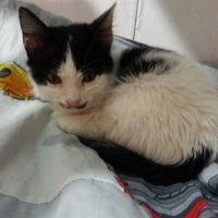Tekir Kedi, Kedi  Fistan fotoğrafı
