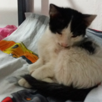 Tekir Kedi, Kedi  Fistan fotoğrafı