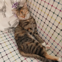 Tekir Kedi, Kedi  Hera fotoğrafı