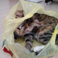 Tekir Kedi, Kedi  Hera fotoğrafı