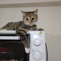 Tekir Kedi, Kedi  Hera fotoğrafı