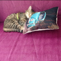 Tekir Kedi, Kedi  Hera fotoğrafı