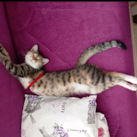 Tekir Kedi, Kedi  Hera fotoğrafı