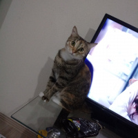 Tekir Kedi, Kedi  Hera fotoğrafı
