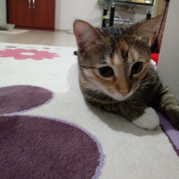 Tekir Kedi, Kedi  Hera fotoğrafı