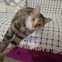 Tekir Kedi, Kedi  Hera fotoğrafı