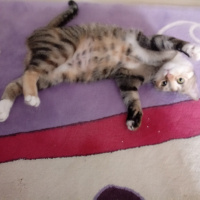 Tekir Kedi, Kedi  Hera fotoğrafı