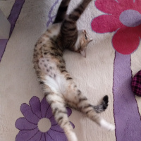 Tekir Kedi, Kedi  Hera fotoğrafı