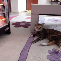 Tekir Kedi, Kedi  Hera fotoğrafı