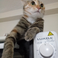 Tekir Kedi, Kedi  Hera fotoğrafı