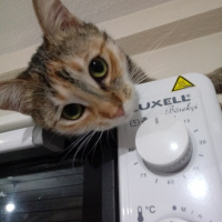 Tekir Kedi, Kedi  Hera fotoğrafı
