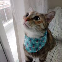 Tekir Kedi, Kedi  Hera fotoğrafı