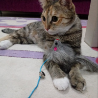 Tekir Kedi, Kedi  Hera fotoğrafı