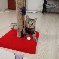 Tekir Kedi, Kedi  Hera fotoğrafı