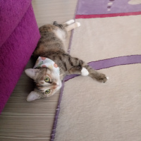 Tekir Kedi, Kedi  Hera fotoğrafı