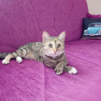 Tekir Kedi, Kedi  Hera fotoğrafı