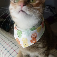Tekir Kedi, Kedi  Hera fotoğrafı