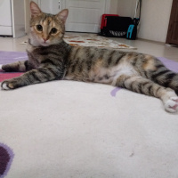 Tekir Kedi, Kedi  Hera fotoğrafı
