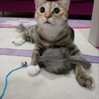 Tekir Kedi, Kedi  Hera fotoğrafı