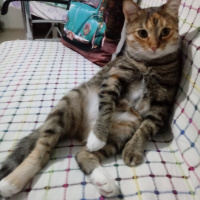Tekir Kedi, Kedi  Hera fotoğrafı