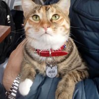 Tekir Kedi, Kedi  Hera fotoğrafı