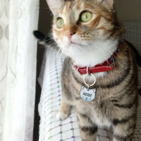 Tekir Kedi, Kedi  Hera fotoğrafı