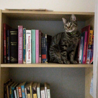 Tekir Kedi, Kedi  Heliya fotoğrafı