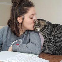 Tekir Kedi, Kedi  Heliya fotoğrafı