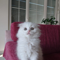 Scottish Fold, Kedi  Sakız fotoğrafı
